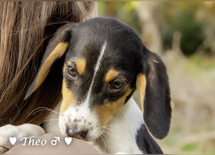 Sechs kleinbleibende Welpen  suchen ein Zuhause