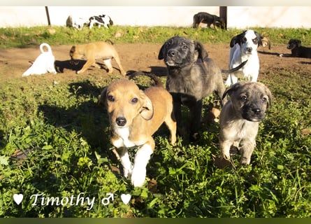 Update: drei Winzlinge  suchen ein Zuhause