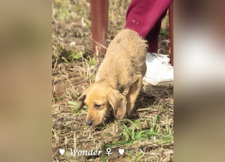 Wella, Wonder, Stevie und Summer suchen ein Zuhause