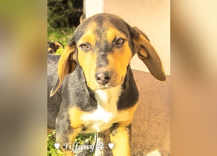 Update neue Bilder: Sechs Winzlinge  suchen ein Zuhause