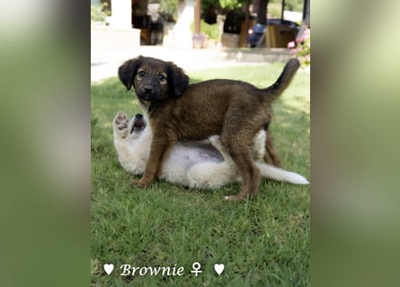 Britney und Brownie suchen ab August ein Zuhause