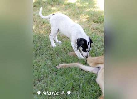 Marla sucht ein Zuhause