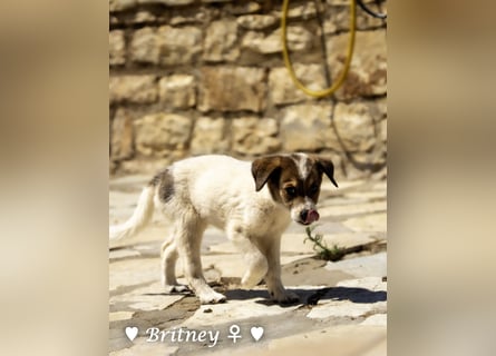 Britney und Brownie suchen ab August ein Zuhause