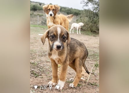 Juna, Julie, Joanna, Jill und Jane suchen ab Januar ein Zuhause