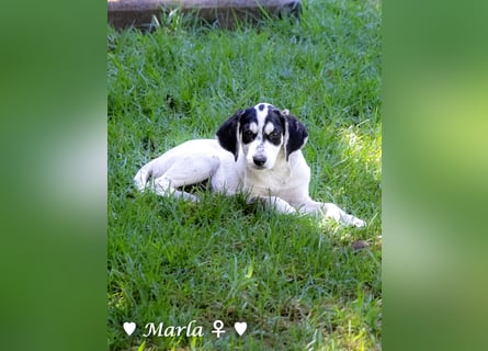 Marla sucht ein Zuhause