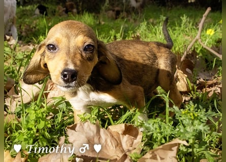 Sechs kleinbleibende Welpen  suchen ein Zuhause