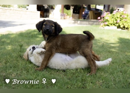 Britney und Brownie suchen ab August ein Zuhause