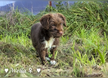 Wella, Wonder, Stevie und Summer suchen ein Zuhause