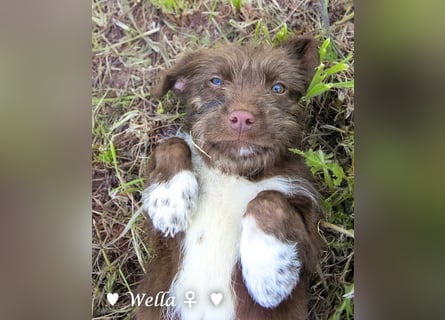 Wella, Wonder, Stevie und Summer suchen ein Zuhause