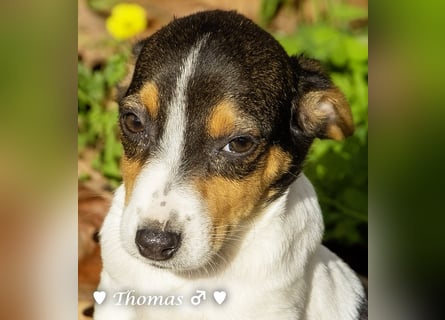 Thomas sucht ein Zuhause