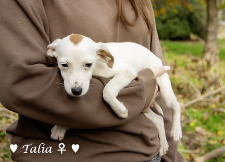 Sechs kleinbleibende Welpen  suchen ein Zuhause