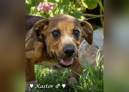 Kaya und Kastor suchen ab sofort ein Zuhause