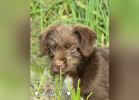 Wella, Wonder, Stevie und Summer suchen ein Zuhause