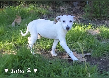 Update neue Bilder: Sechs Winzlinge  suchen ein Zuhause