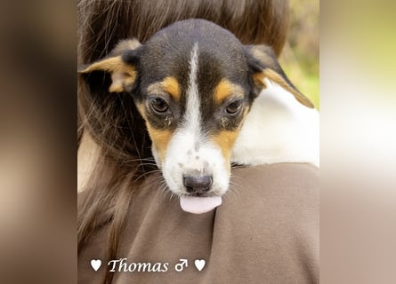 Sechs kleinbleibende Welpen  suchen ein Zuhause