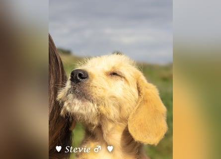 Wella, Wonder, Stevie und Summer suchen ein Zuhause