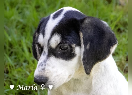 Marla sucht ein Zuhause