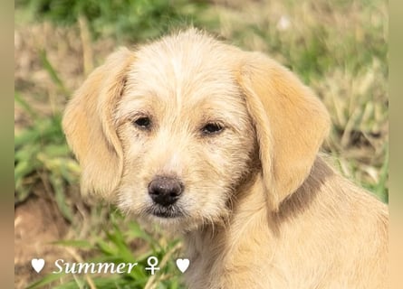 Wella, Wonder, Stevie und Summer suchen ein Zuhause