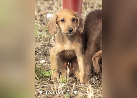 Wella, Wonder, Stevie und Summer suchen ein Zuhause