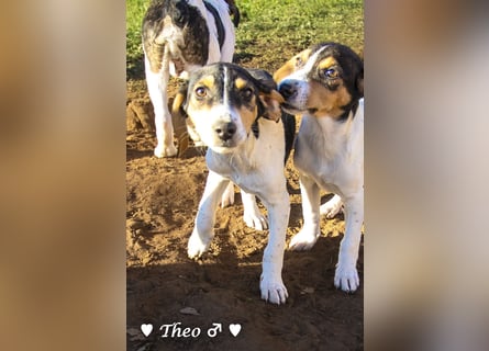 Update neue Bilder: Sechs Winzlinge  suchen ein Zuhause