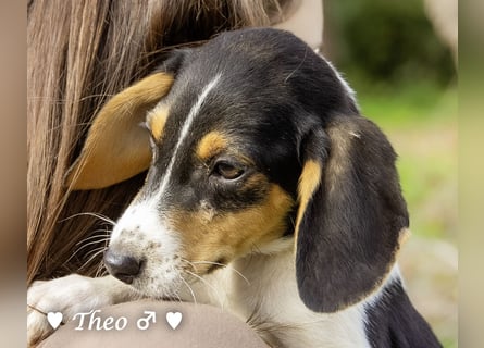 Sechs kleinbleibende Welpen  suchen ein Zuhause