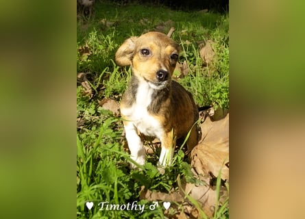 Sechs kleinbleibende Welpen  suchen ein Zuhause