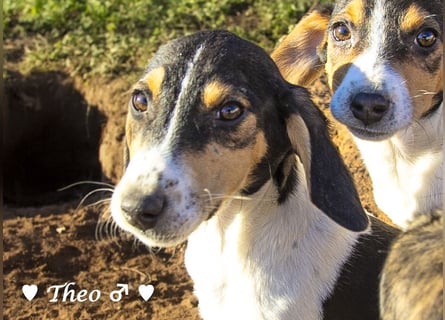 Update neue Bilder: Sechs Winzlinge  suchen ein Zuhause