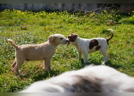 Wonder, Willie, Wilma und Summer suchen ein Zuhause