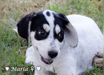 Marla sucht ein Zuhause