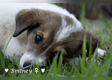 Britney und Brownie suchen ab August ein Zuhause