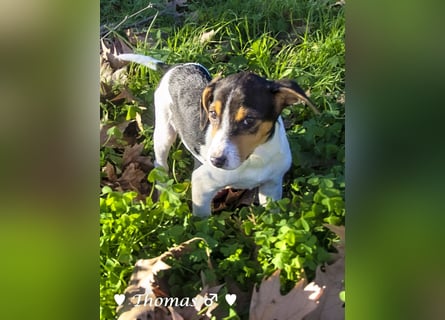 Update: drei Winzlinge  suchen ein Zuhause