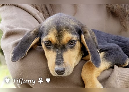 Sechs kleinbleibende Welpen  suchen ein Zuhause