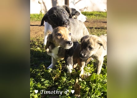 Update: drei Winzlinge  suchen ein Zuhause