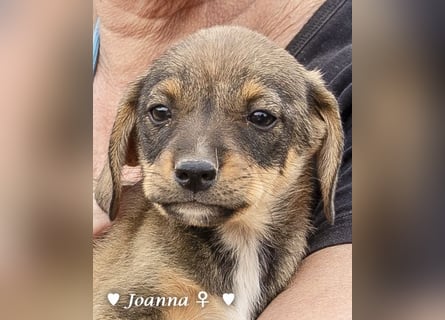 Juna, Julie, Joanna, Jill und Jane suchen ab Januar ein Zuhause