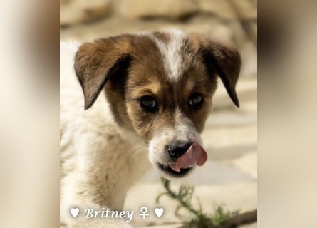Britney und Brownie suchen ab August ein Zuhause