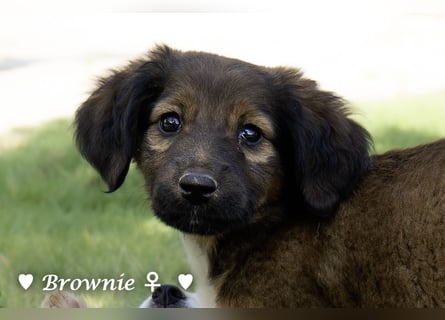 Britney und Brownie suchen ab August ein Zuhause