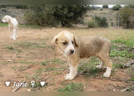 Juna, Julie, Joanna, Jill und Jane suchen ab Januar ein Zuhause