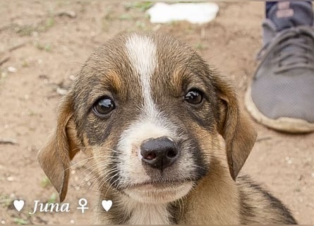 Juna, Julie, Joanna, Jill und Jane suchen ab Januar ein Zuhause