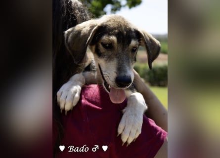 Update: Mischlingswelpen Bado und Bilko   suchen ein Zuhause