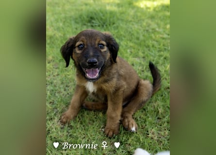 Britney und Brownie suchen ab August ein Zuhause