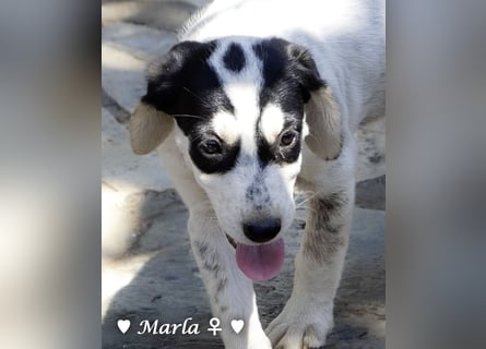 Marla sucht ein Zuhause