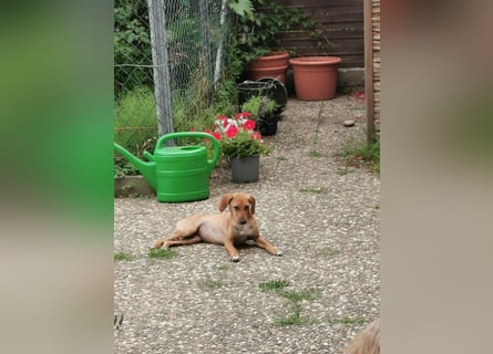 Die wunderschöne Luna sucht  ein Zuhause  (lebt in bereits in Göttingen)
