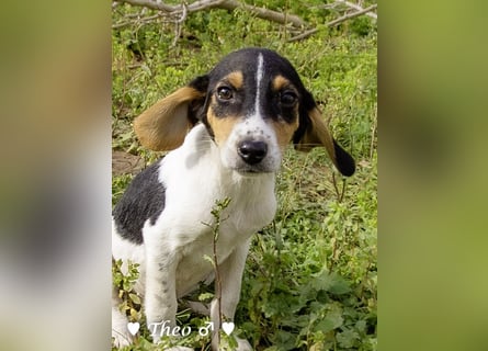 Sechs kleinbleibende Welpen  suchen ein Zuhause