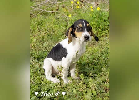 Sechs kleinbleibende Welpen  suchen ein Zuhause