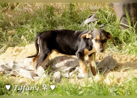 Update neue Bilder: Sechs Winzlinge  suchen ein Zuhause