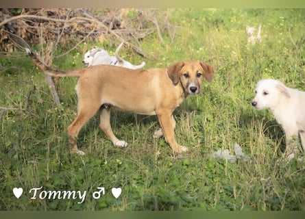 Zwei kleine Jungs   suchen ein Zuhause