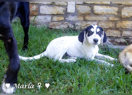 Marla sucht ein Zuhause