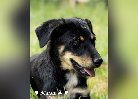 Kaya und Kastor suchen ab sofort ein Zuhause