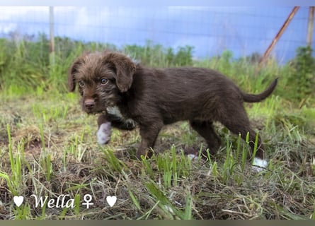 Wella, Wonder, Stevie und Summer suchen ein Zuhause