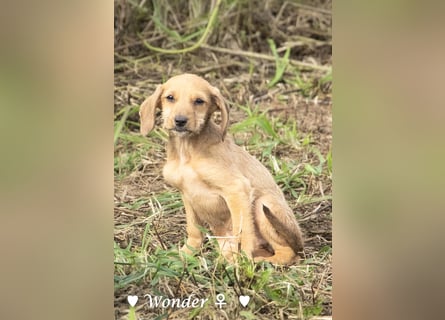 Wella, Wonder, Stevie und Summer suchen ein Zuhause